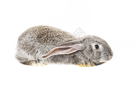 可爱的灰兔孤立白色背景上可爱的灰兔子图片