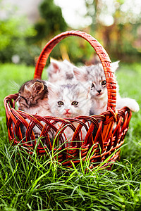 户外草地上篮子里的小猫篮子里的小猫图片