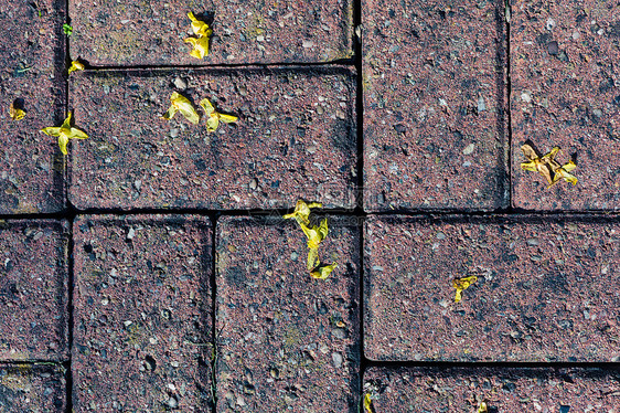 黄色花朵的花瓣散落外的砖上图片