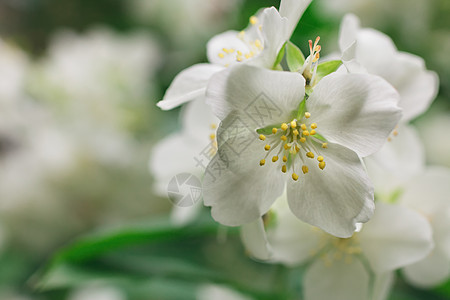 灌木丛中的白色茉莉花图片