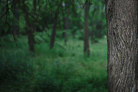 夏季落叶林背景下的林登树干图片