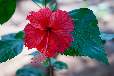 红色芙蓉花与绿叶特写图片