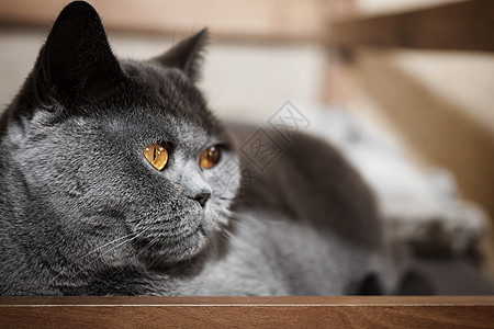躺床上的英国灰猫的肖像图片