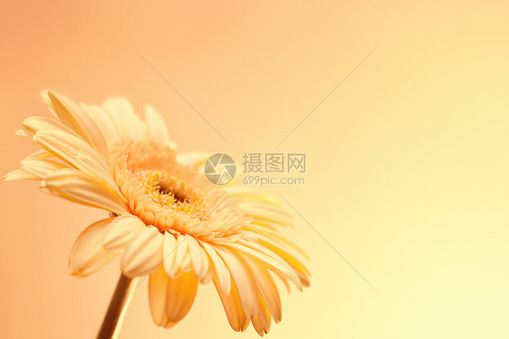 朵淡粉色的非洲菊花靠近图片