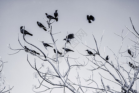 黑乌鸦裸露的树枝上着天空图片