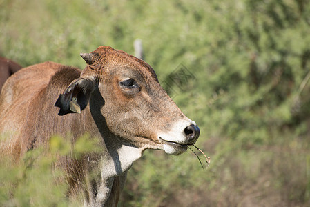 肉牛农田自由漫游的自然环境中放牧图片