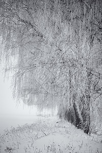 黑白相间的冬天雾中的桦树白俄罗斯月图片