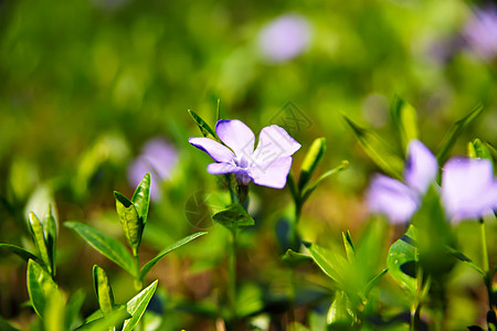 春天的花朵嫩绿的叶子花图片