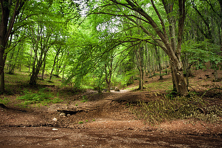 绿春迷蒙的森林可能克里米亚图片