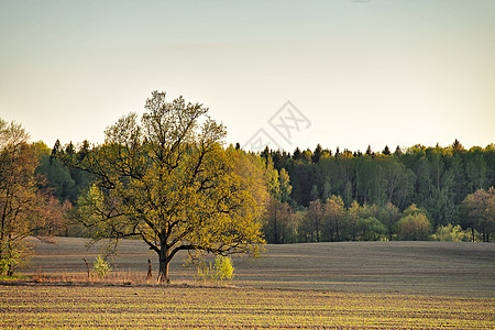 绿色春天田野里的孤橡树图片