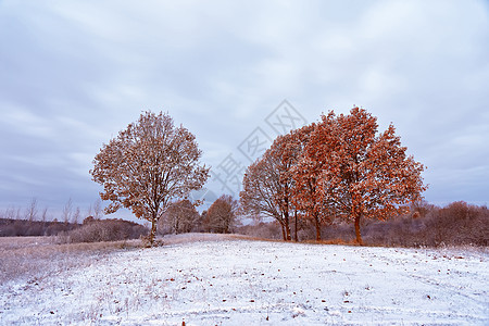 秋天森林里的场雪树上颜色白俄罗斯秋季景观图片