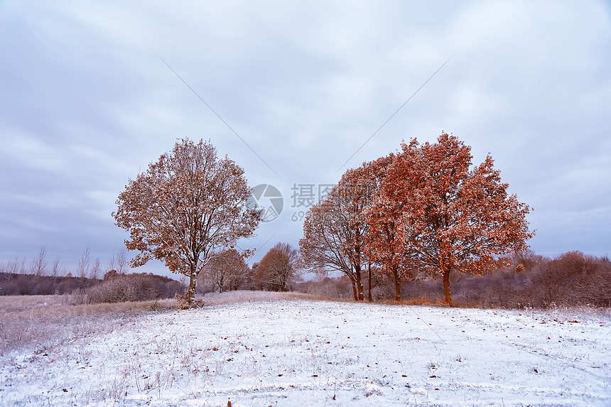 照片 自然风景 红色 秋天森林里的场雪树上颜色白俄罗斯秋季景观.