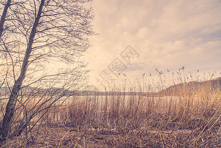 冬天冻湖旁的芦苇图片