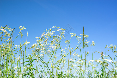 生晒参夏天,蓝天上的母牛欧芹野花背景