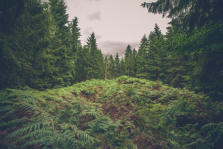 新西兰森林阴天松林中的蕨类植物背景