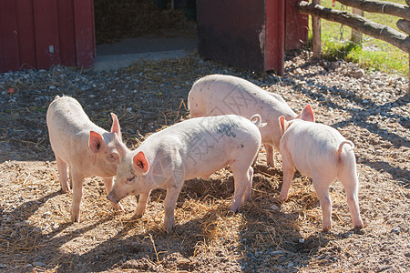 农场猪圈里可爱的粉红色小猪图片