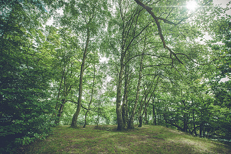 阳光明媚的森林里的桦树背景图片