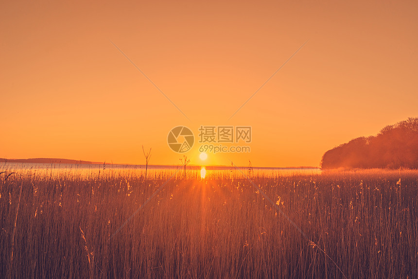 芦苇日出的湖边图片