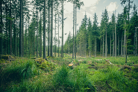 夏天森林里的青草高大的树木图片