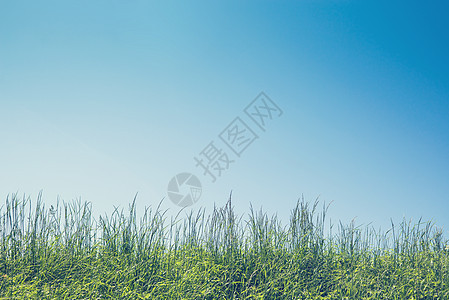 夏天的绿草蓝天图片