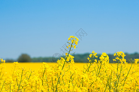 油菜籽田黄色植物该国图片