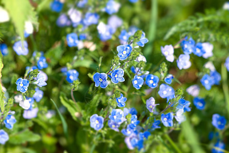 夏天绿色植物上的蓝色野花图片