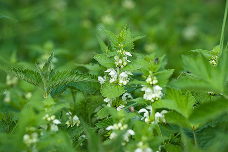 春天白花的绿色荨麻图片