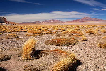 高原草帕贾布拉瓦靠近盐湖萨拉尔德塔拉,智利图片
