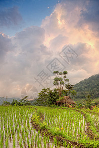 日落稻田露台,巴厘岛,印度尼西亚图片