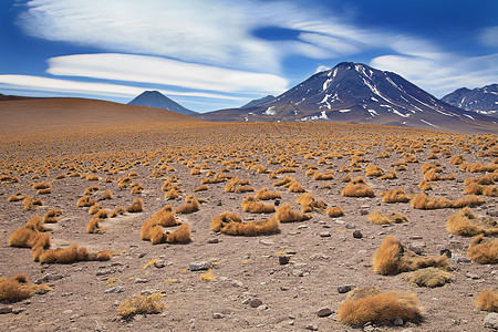 高原草帕贾布拉瓦靠近火山米坎蒂,沙漠阿塔卡马,智利图片