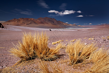 高原草帕贾布拉瓦接近萨拉阿瓜斯卡利特斯塞罗洛索约,沙漠阿塔卡马,智利图片