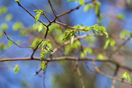 桦树的叶芽蓝天背景上,集中花蕾上图片
