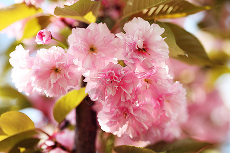 春樱花粉红色的花图片
