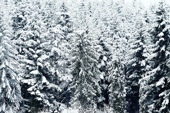 冬天的树木被雪覆盖图片