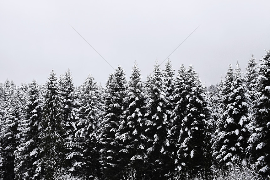 冬天的树木被雪覆盖图片