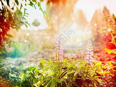 夏季花卉花园公园与卢平花坛户外自然背景图片