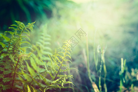 丛林雨林自然背景上的蕨类植物叶子,户外图片