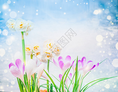 紫色番红花水仙花蓝天背景与波克春季花卉自然背景图片