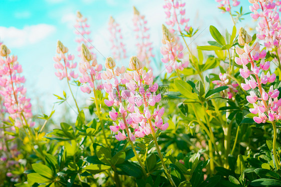 粉红色羽扇豆花天空背景,户外花卉自然图片