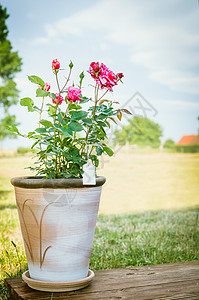 玫瑰灌木花盆木制露台上的天空自然背景高清图片