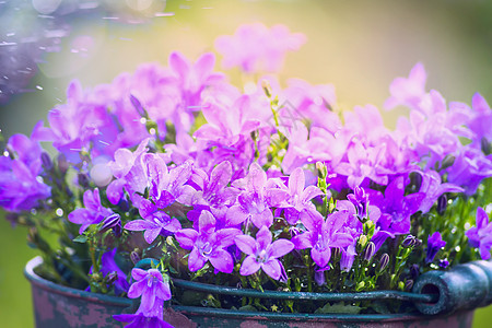 花园钟花模糊的自然背景上,特写图片