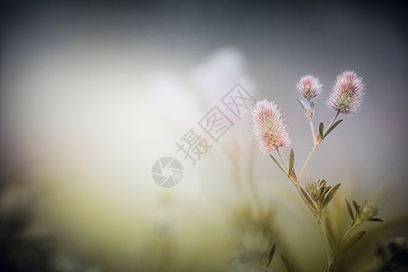 野花黄昏雾的自然背景上三叶草图片