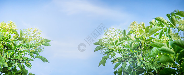 长者花天空背景,为网站图片