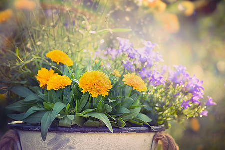 黄色紫色的花园花夏天秋天的自然背景上,特写图片