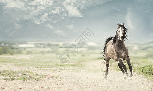轻的种马自然背景下向前奔跑,横幅图片