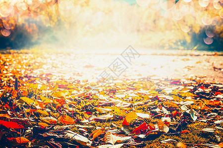 秋天五彩缤纷的落叶图片