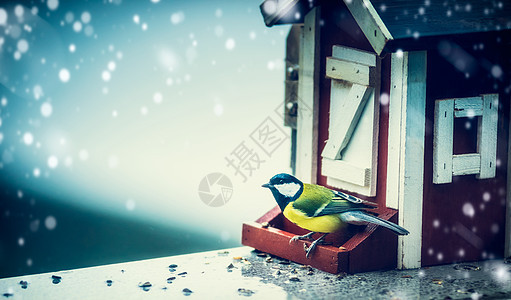 山雀坐在房子里的鸟食槽上,看着室外冬季降雪背景上的相机图片