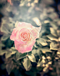 粉红色苍白的玫瑰花圃,色调图片
