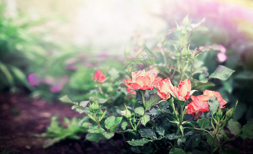 花圃公园背景上的玫瑰灌木图片