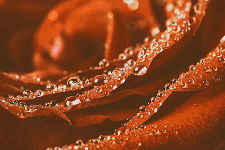 红色玫瑰抽象与水滴高清图片